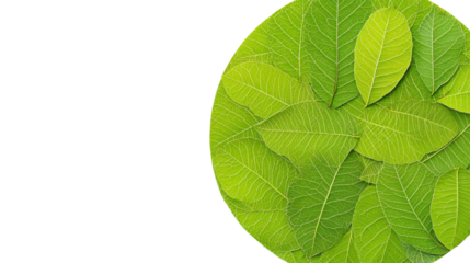 Circular Arrangement of Fresh, Bright Green Leaves on a Transparent Background for Natural Design Elements