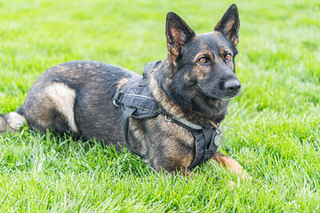 Overhead view of a medium to large German Shepherd Dog on grass, wearing harness or protective gear, in a natural lighting environment