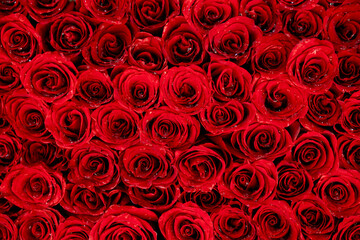 Red Roses