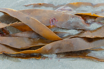 Flat brown kelp seaweed washed up on the beach at Ballywalter County Down © Ivan Maguire