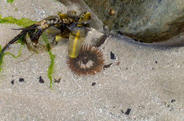 Close up of a rock pool on Ballywalter beach County Down