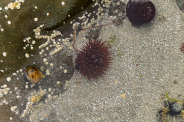Close up of a rock pool on Ballywalter beach County Down