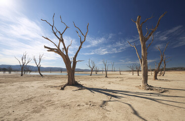 A barren desert landscape shows skeletal, dead trees. Dry Earth and a pale blue sky with some clouds can be seen in the background