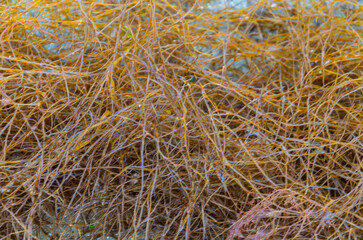 Clump of brown stringy seaweed washed up on the beach