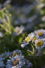 작고 예쁜 제주도의 야생들국화