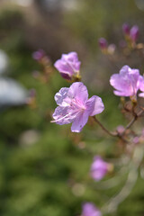 Obraz premium 햇살 아래 진달래 꽃