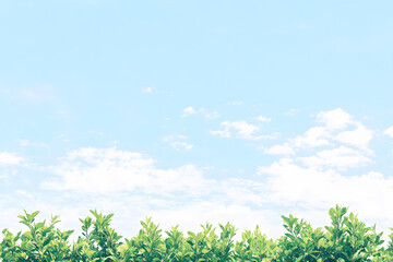 green grass and blue sky