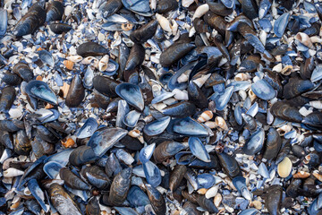Close-up of a seashell resting on sandy beach, showcasing delicate patterns and natural beauty—ideal for coastal, marine, summer, and nature-themed designs or backgrounds.
