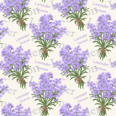 Hand drawn vector seamless pattern of lavender flowers