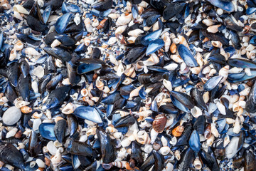 Close-up of a seashell resting on sandy beach, showcasing delicate patterns and natural beauty—ideal for coastal, marine, summer, and nature-themed designs or backgrounds.