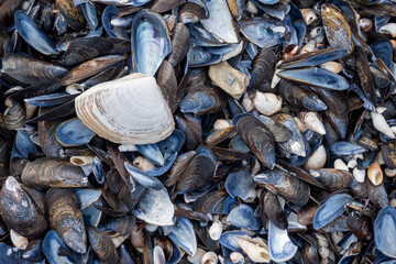 Close-up of a seashell resting on sandy beach, showcasing delicate patterns and natural beauty—ideal for coastal, marine, summer, and nature-themed designs or backgrounds.