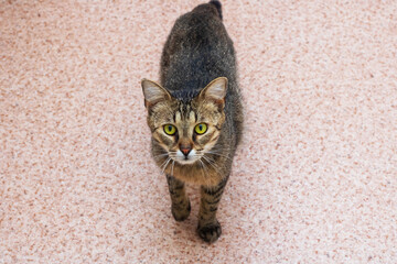 A lovely cat with striking green eyes is walking on a pink carpet