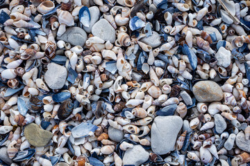 Close-up of a seashell resting on sandy beach, showcasing delicate patterns and natural beauty—ideal for coastal, marine, summer, and nature-themed designs or backgrounds.