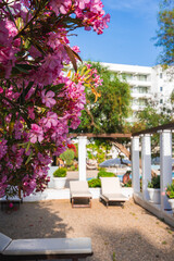 Outdoor area of a luxury resort in Cyprus with pink oleanders, white lounge chairs on a gravel...
