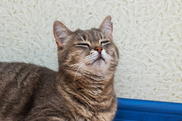 A cat is peacefully laying down on its side with its eyes closed