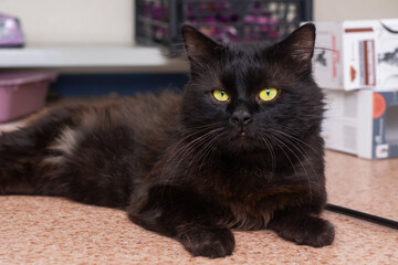 A black cat with yellow eyes is laying on the floor