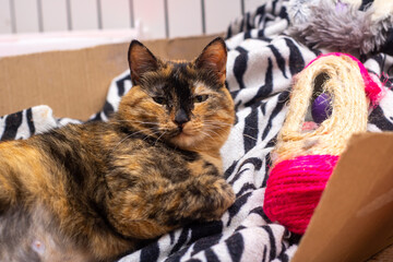 There is a calico cat comfortably laying on a zebra print blanket