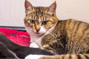A brown and white cat is comfortably laying on a soft pink blanket