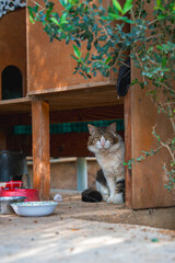 A white and brown cat sits under a handmade wooden shelter with food and water bowls nearby,...