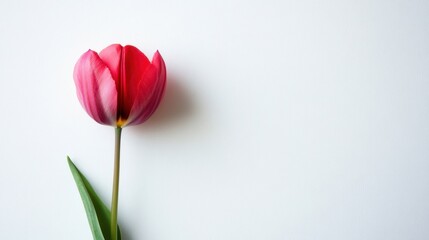 Fresh pink tulip with open petals placed flat on a white background in soft lighting