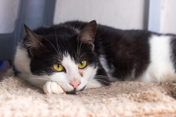 A black and white cat with striking yellow eyes is laying down peacefully