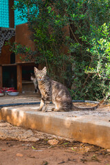 A tabby cat sits on a concrete platform surrounded by greenery, with another cat near a rustic...