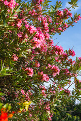 A vibrant oleander tree with bright pink blossoms and lush green foliage set against a clear blue...