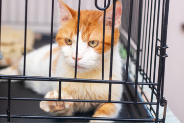 An orange and white cat is comfortably laying in a cage