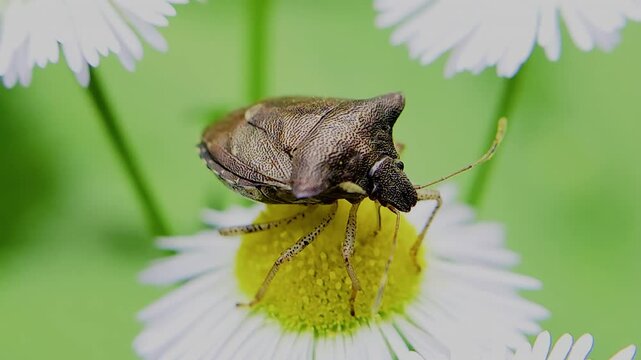 한국,곤충,가시노린재,노린재,Insects, Korea,Carbula putoni,a stinkbug