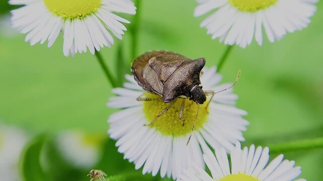 한국,곤충,가시노린재,노린재,Insects, Korea,Carbula putoni,a stinkbug