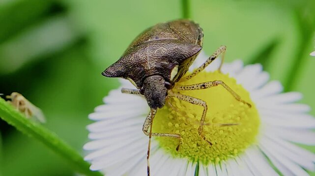 한국,곤충,가시노린재,노린재,Insects, Korea,Carbula putoni,a stinkbug