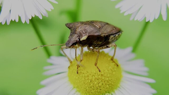 한국,곤충,가시노린재,노린재,Insects, Korea,Carbula putoni,a stinkbug
