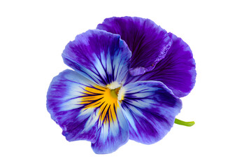 Vibrant Pansy flower PNG, transparent, isolated to showcase its rich colors and intricate patterns for creative projects.