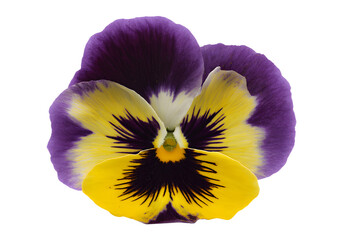 Charming Pansy flower PNG, transparent, isolated on a clean background, perfect for floral designs and artistic presentations.