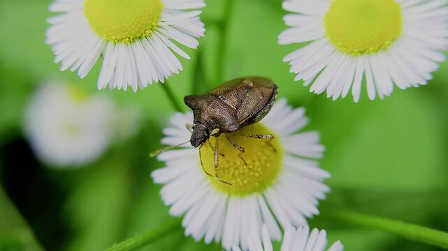 한국,곤충,가시노린재,노린재,Insects, Korea,Carbula putoni,a stinkbug