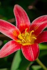 A vibrant red flower with yellow accents blooms among lush green leaves, showcasing nature's beauty