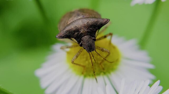 한국,곤충,가시노린재,노린재,Insects, Korea,Carbula putoni,a stinkbug