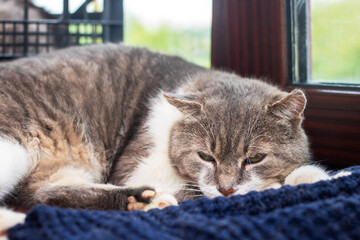 A cute cat is comfortably laying on a soft blue blanket in front of a window