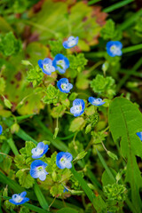 Delicate blue flowers bloom amid fresh green leaves in soft sunlight, creating serenity