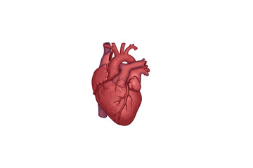 Detailed anatomical heart design perfect for medical education materials, health publications, or biology textbooks, showcasing accurate human organ representation.