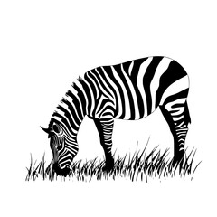 a black and white zebra grazing in a field of grass black, eat, field, grass, graze, stand, zebra , Generative art.