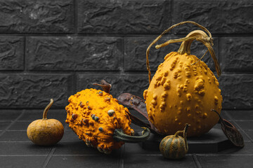 Organic ornamental pumpkins with textured skin and cut slices on dark background. Natural concept