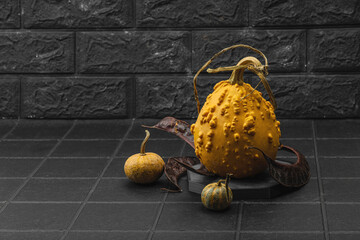 Organic ornamental pumpkins with textured skin and cut slices on dark background. Natural concept