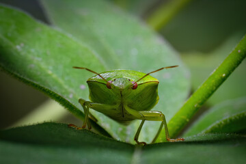 Front Facing Macro Close Up of Green Stink Bug on Leaf – Symmetrical Insect Portrait in Natural Environment