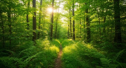 Fototapeta premium Sunlit Forest Path - A tranquil path winds through a lush green forest bathed in sunlight. Perfect for nature, tranquility, and serenity themes