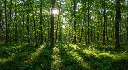Obraz premium Sunlit Forest Path - Sunlight streams through lush green trees in a dense forest, creating dappled shadows on the forest floor