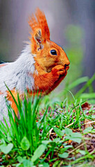 Adorable Red Squirrel Enjoying a Snack in the Forest