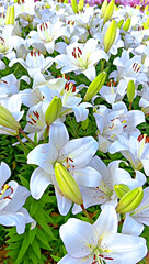 Elegant White Lily Blossoms in Blooming Splendor