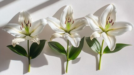 Fototapeta premium Trio of lilies aligned vertically on a seamless white surface with shadows