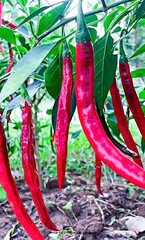 Ripe Red Chilies Growing on Plant in Garden
